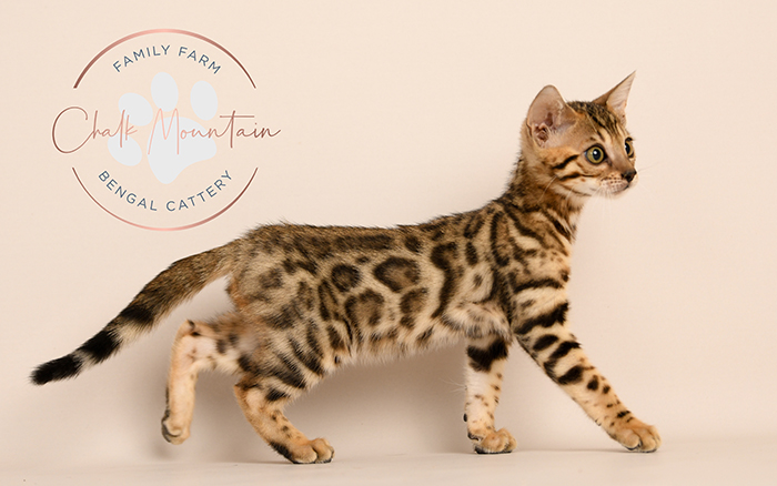 Bengal kitten for sale